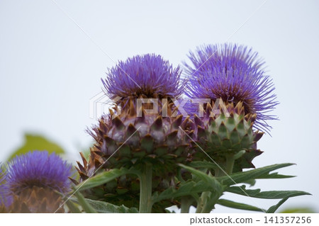 Artichoke - a flower similar to a thistle. Artichoke - a flower similar to a thistle. 141357256