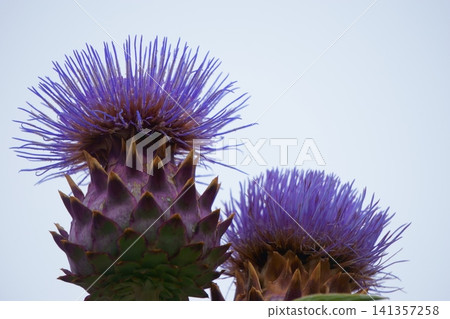 Large thistle, artichoke Large thistle, artichoke 141357258