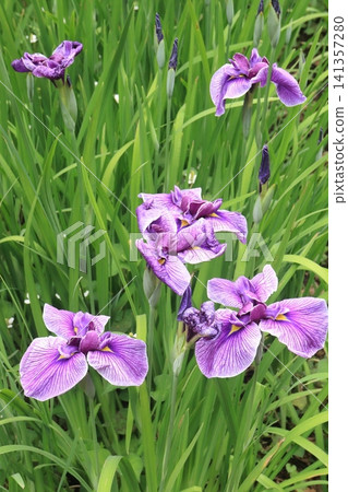 Flower garden of iris grapes Flower garden of iris grapes 141357280