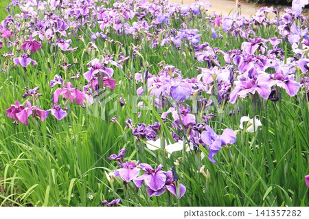 Flower garden of iris grapes Flower garden of iris grapes 141357282