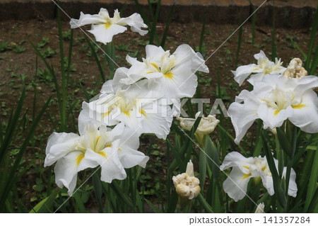 虹膜葡萄花園 虹膜葡萄花園 141357284