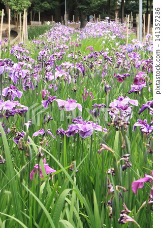 Flower garden of iris grapes Flower garden of iris grapes 141357286