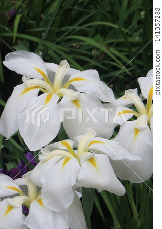 虹膜葡萄花園 虹膜葡萄花園 141357288