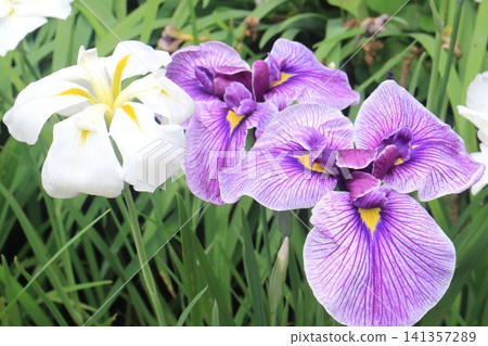 虹膜葡萄花園 虹膜葡萄花園 141357289