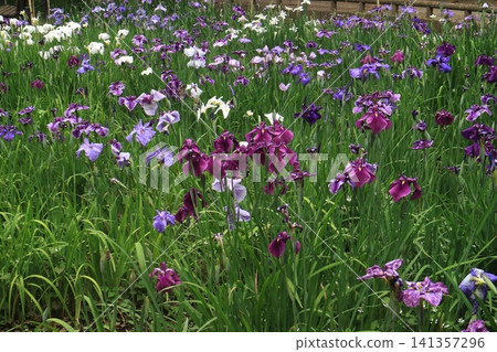 Flower garden of iris grapes Flower garden of iris grapes 141357296