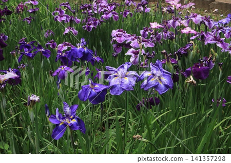 虹膜葡萄花園 虹膜葡萄花園 141357298