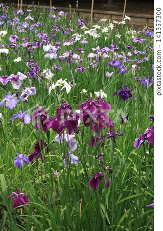 虹膜葡萄花園 虹膜葡萄花園 141357300