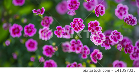 Vivid pink flowers blooming in green garden, small blossom cluster from above. Bright magenta petals against fresh leaves, cheerful summer flowerbed detail. Colorful floral background for spring Vivid pink flowers blooming in green garden, small blossom cluster from above. Bright magenta petals against fresh leaves, cheerful summer flowerbed detail. Colorful floral background for spring 141357323