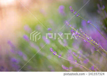 Lavender flowers in soft dreamy light with golden bokeh background. Delicate purple blooms swaying in Provence field, warm pastel atmosphere macro. Gentle floral scene for wellness, aromatherapy Lavender flowers in soft dreamy light with golden bokeh background. Delicate purple blooms swaying in Provence field, warm pastel atmosphere macro. Gentle floral scene for wellness, aromatherapy 141357324