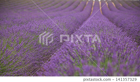 Endless lavender field rows stretching to horizon in Provence at dusk. Purple flower lines across rolling farmland, aromatic summer harvest landscape. Iconic French countryside scene for travel Endless lavender field rows stretching to horizon in Provence at dusk. Purple flower lines across rolling farmland, aromatic summer harvest landscape. Iconic French countryside scene for travel 141357329