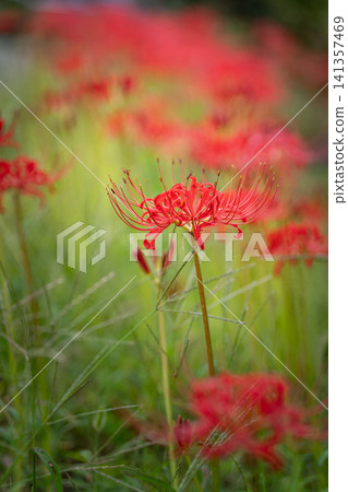 [Floral material] A cluster of spider lilies blooming in the shade [Nagano Prefecture] 141357469
