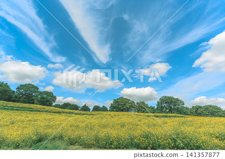 檸檬明亮的田野和初秋的藍天 檸檬明亮的田野和初秋的藍天 141357877