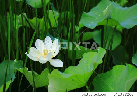 蓮花和芽 蓮花和芽 141358203