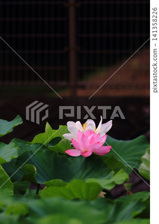 蓮花和芽 蓮花和芽 141358226