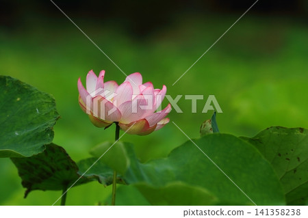 蓮花和芽 蓮花和芽 141358238