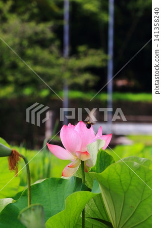 蓮花和芽 141358240