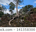 Angkor Wat Ta Prohm 141358300