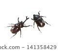 Beetle, insect, summer vacation, children 141358429