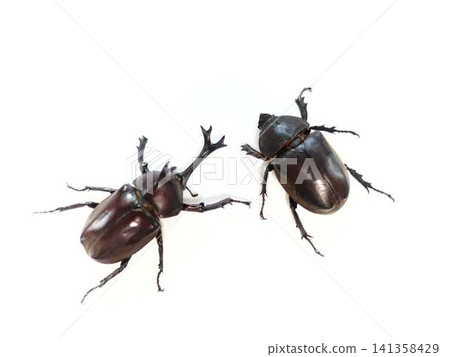 Beetle, insect, summer vacation, children Beetle, insect, summer vacation, children 141358429