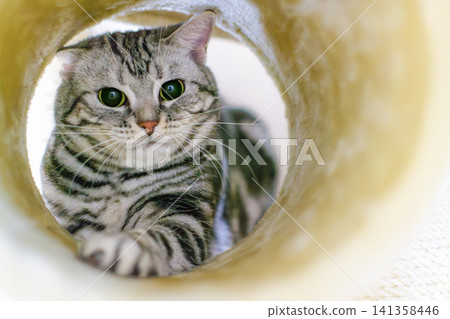 A cat with adorable, round eyes inside a cat tower. A cat with adorable, round eyes inside a cat tower. 141358446