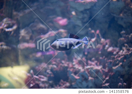 Close-up of a tropical triggerfish swimming in a marine aquarium. Colorful coral reef, soft bokeh and clear underwater environment create a peaceful ocean scene. Ideal for themes of marine life Close-up of a tropical triggerfish swimming in a marine aquarium. Colorful coral reef, soft bokeh and clear underwater environment create a peaceful ocean scene. Ideal for themes of marine life 141358576