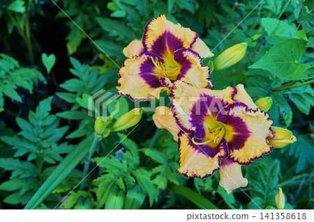 Aristocratic lily Open My Eyes in a green garden 141358618