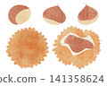 Cute and whimsical illustrations of chestnuts and chestnut burrs, watercolor style. 141358624