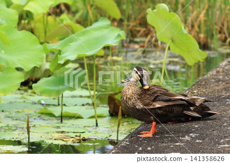 Mallard ducks resting in a lotus field. Mallard ducks resting in a lotus field. 141358626
