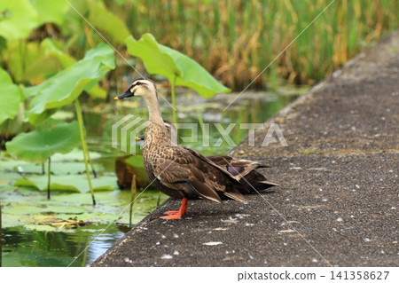 Mallard ducks resting in a lotus field. Mallard ducks resting in a lotus field. 141358627