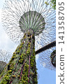 新加坡濱海灣花園 新加坡濱海灣花園 141358705