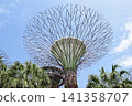 新加坡濱海灣花園 新加坡濱海灣花園 141358707