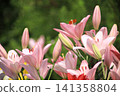 Pink lilies blooming at "Iide Donden-daira Lily Garden" in Iide Town, Yamagata Prefecture. 141358804