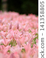 A field of lilies enveloped in gentle pink | Iide Donden-daira Lily Garden, Iide Town, Yamagata Prefecture 141358805