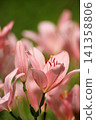 Gently blooming pink lilies and buds at Iide Donden-daira Lily Garden (Iide Town, Yamagata Prefecture) 141358806