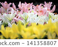 Colorful lily fields at Iide Dondenhei Lily Garden: White, pink, and yellow lilies bloom in summer in Iide Town, Yamagata Prefecture. 141358807