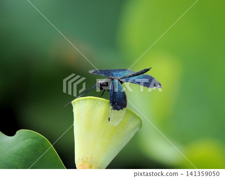 蝴蝶豆娘(Lycaena phlaeas)*地點:東京舍利公園 蝴蝶豆娘(Lycaena phlaeas)*地點:東京舍利公園 141359050