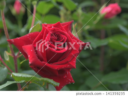 一朵花瓣裡含著水的紅玫瑰 一朵花瓣裡含著水的紅玫瑰 141359235