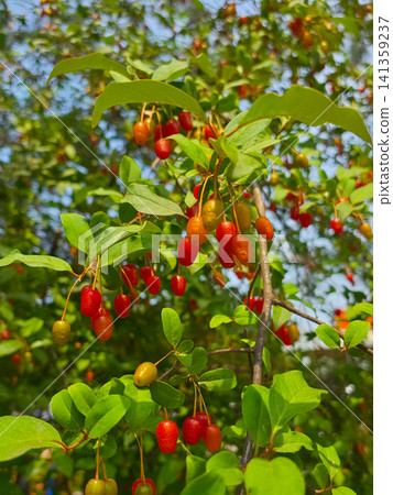 Ripe goumi berries hanging on branches with green leaves, elaeagnus multiflora 141359237