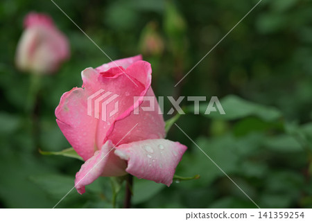 粉紅玫瑰花蕾 粉紅玫瑰花蕾 141359254
