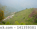 Aerial landscape view of a terraced tea garden covering a hillside in Darjeeling India 141359381