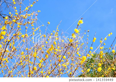 [Kanagawa Prefecture] Wintersweet flowers stand out against the blue sky 141359449