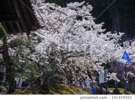Weeping cherry trees in Komagane City, Nagano Prefecture, just before full bloom. Weeping cherry trees in Komagane City, Nagano Prefecture, just before full bloom. 141359562