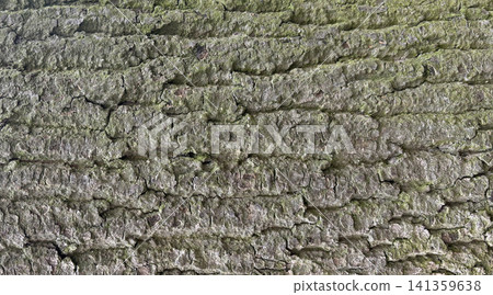 Old bark tree texture. Natural wood surface pattern, old tree skin Old bark tree texture. Natural wood surface pattern, old tree skin 141359638