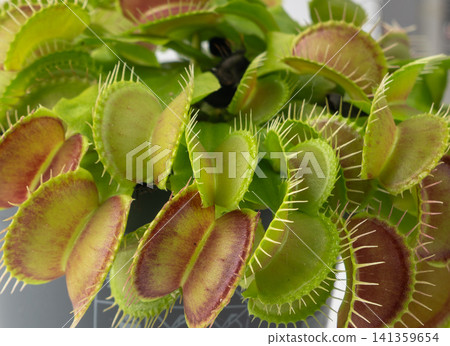 Venus flytrap or dionaea muscipula with open traps. Predatory carnivorous plant Venus flytrap or dionaea muscipula with open traps. Predatory carnivorous plant 141359654