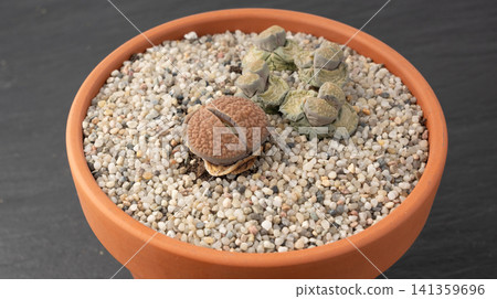 Lithops shedding leaves, macro live stones Lithops shedding leaves, macro live stones 141359696