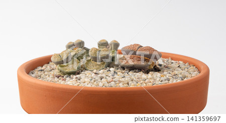 Lithops shedding leaves, macro live stones 141359697