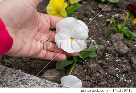 Large Violet Pansies on Palm Hand, Tricolor Viola Close up, Viola Flowers Bed, Heartsease Mix Large Violet Pansies on Palm Hand, Tricolor Viola Close up, Viola Flowers Bed, Heartsease Mix 141359713