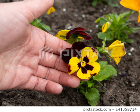 Small Violet Pansies on Palm Hand, Tricolor Viola Close up, Viola Flowers Bed, Heartsease Mix Small Violet Pansies on Palm Hand, Tricolor Viola Close up, Viola Flowers Bed, Heartsease Mix 141359714