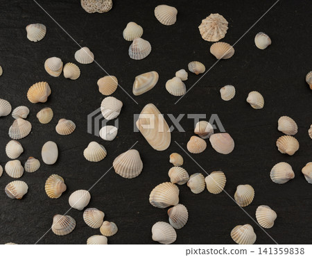 Seashell pattern top view. Sea shells textured background Seashell pattern top view. Sea shells textured background 141359838