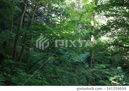 Mount Takao, Trail No. 6, Biwa Falls Course Mount Takao, Trail No. 6, Biwa Falls Course 141359899